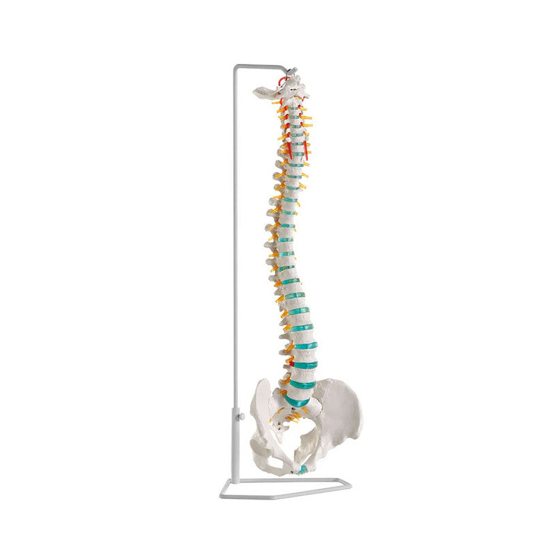 Classic Flexible Spine