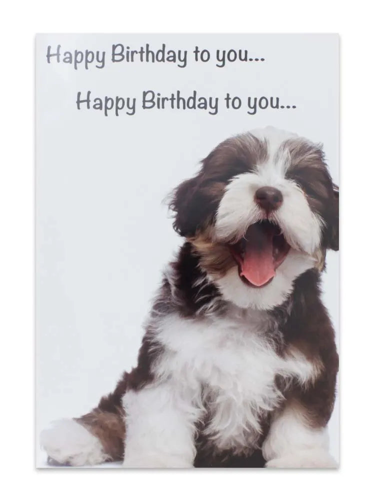 Cards Humour (No.5) Birthday (Pack of 12)