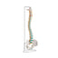 Classic Flexible Spine