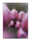Cards Blank (No.62) (Pack of 12)